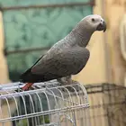 كاسكو ببغاء محجل 24 هدد