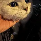 قطة شيرازي للتبني معها كامل اغراضها و كرت التطعيمات