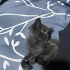 قط شيرازي