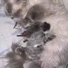 بسس لبيع