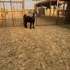 تيس عارضي خمس شهور ونص قافل