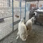 طلي ثني ذبيحه
