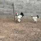 طقم براهما كولمبي