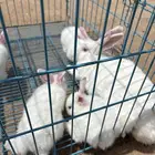 أرنبه وفروخها