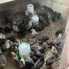 صيصان للبيع العمر 19 يوم