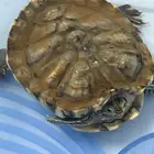 التزله الشرقيه جدة