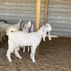 جفرات صنف مشاريك