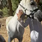 حصان عربي أصيل