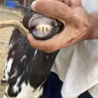 ماعز بيشية والد