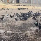 دجاج