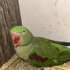 درة انثى نيبالي