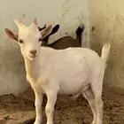 ماعز قزم