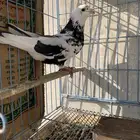 حمام قطيفي للبيع
