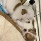 شيواوا بومرانين للبيع تي كب بنت العمر 45 يوم