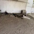 جيزان صبياء قرية العاليه