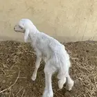 رخال دغور