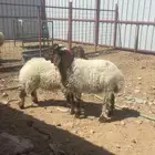 للبيع هرافي نعيمي