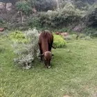 عجل حسيل. للبيع بلدي