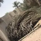سعف نخل