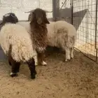 خرفان نعيمي