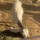 تيوس جفار للبيع