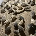 سمان للاكل او سمان ل التربيه او بيض سمان