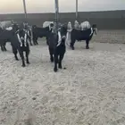 تيوس بريه العدد6