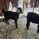 جفره وتيس فل شحم الموقع القوباء