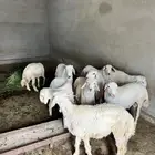 خرفان