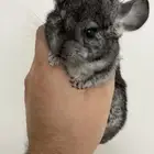 حيوان الشانشيلا شانشيلا