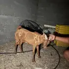 تيوس للبيع ثنين