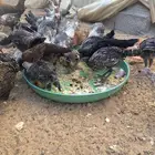 صيصان فيومي