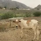 اثنين ذكور للبيع