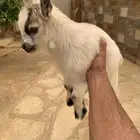 ماعز قزم مكس (تم البيع)