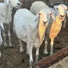 ضأن حريات عدد 10 ولد منها 6معهن 6والباقي دفيع ومضاريع