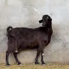 بيعت الله يبارك له عنز شاميه صنف مضرع
