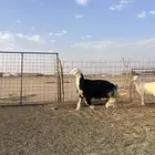 رخل نجديه طيبه و طلي حري