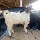 تيس جذع بلدي جرم وصحه وظهر طيب