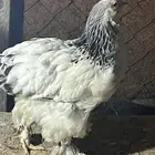 دجاج امريكي