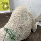 حاشي بلدي لباني مشروط ولا يفوتك عرض اليوم