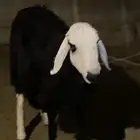 للبيع شاه نجديه حايل