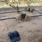 يوجد عشر دجاج عددها عشر ببيع ست منها وكذلكلك اربعة ديوك