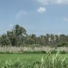 مطلوب اي نشاط للتقبيل بينبع وخارجها او مصنع نقاط البيع عاليه