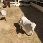 للبيع خروف رفيدي جذع ينسف شرط