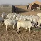 معزاء صنف طيب