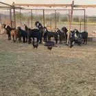 معزا هجين بفحلها