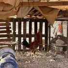 ديك باكستاني