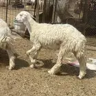 للبيع غنم صنف ولد اشباب