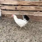 دجاجه للبيع