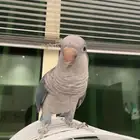 بببغاء الكويكر